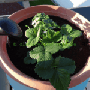 giesskanne_giessen_25.gif